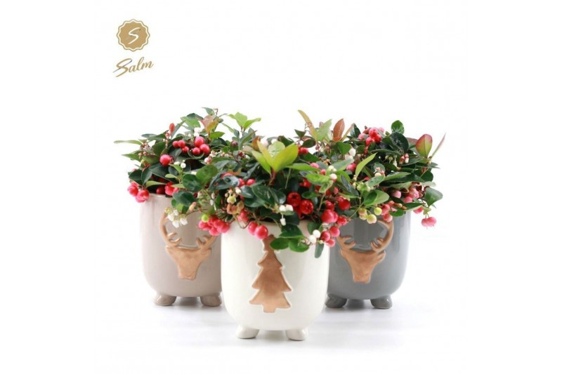 Gaultheria procumbens big berry Gaultheria Big Berry® P12 in Cozy Wint 