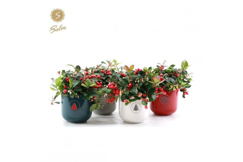 Gaultheria procumbens big berry Gaultheria Big Berry® P12 in Sierra 17 