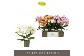 Phalaenopsis mix Tablo Mix 3 spikebl.  tak/plnt
