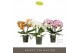 Phalaenopsis mix Tablo Mix 3 spikebl.  tak/plnt 
