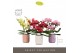 Phalaenopsis mix Tablo Mix 3 spike in Molise Mix Aquo30 bl. 3 tak/plnt 
