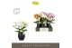 Phalaenopsis mix Tablo Mix 3 spike in Abruzzo Black Aquo 30 bl. 3 tak/ 