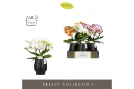 Phalaenopsis mix Tablo Mix 3 spike in Abruzzo Black Aquo 30 bl. 3 tak/