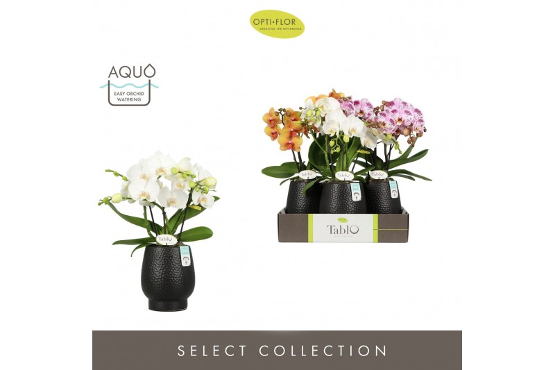 Phalaenopsis mix Tablo Mix 3 spike in Abruzzo Black Aquo 30 bl. 3 tak/ 