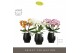 Phalaenopsis mix Tablo Mix 3 spike in Abruzzo Black Aquo 30 bl. 3 tak/ 