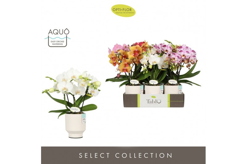 Phalaenopsis mix Tablo Mix 3 spike in Emilia White Aquo 30 bl. 3 tak/p 