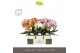 Phalaenopsis mix Tablo Mix 3 spike in Emilia White Aquo 30 bl. 3 tak/p 