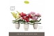 Phalaenopsis mix Tablo Mix 3 spike in Emilia White Aquo 30 bl. 3 tak/p 