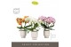 Phalaenopsis mix Tablo Mix 3 spike in Emilia White Aquo 30 bl. 3 tak/p 