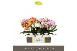 Phalaenopsis mix Tablo Mix 3 spike in Lazio White 30 bl. 3 tak/plnt