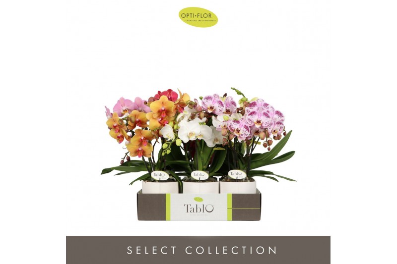 Phalaenopsis mix Tablo Mix 3 spike in Lazio White 30 bl. 3 tak/plnt 