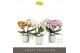 Phalaenopsis mix Tablo Mix 3 spike in Lazio White 30 bl. 3 tak/plnt 