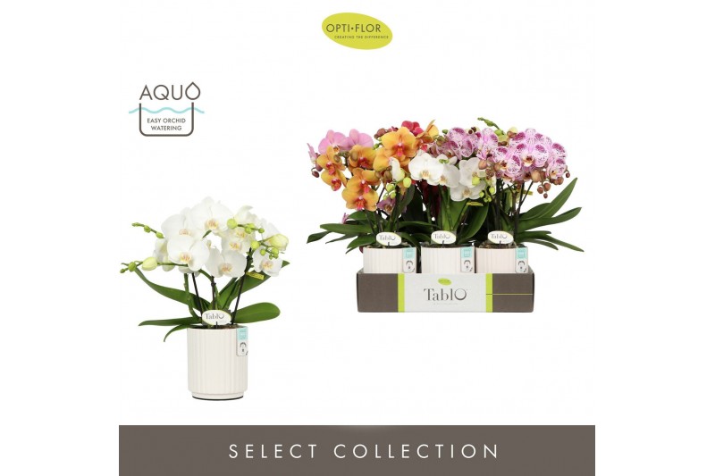 Phalaenopsis mix Tablo Mix 3 spike in Molise White Aquo 30 bl. 3 tak/p 