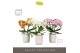 Phalaenopsis mix Tablo Mix 3 spike in Molise White Aquo 30 bl. 3 tak/p 