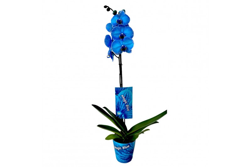 Phalaenopsis magic blue Magic Blue 1 takbl.  tak/plnt 