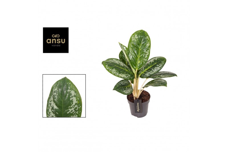 Aglaonema Aglaonema Onyx Green 1 pp 