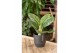 Aglaonema Aglaonema Onyx Green 1 pp 
