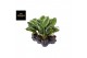 Aglaonema Aglaonema Onyx Green 1 pp 