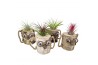 Tillandsia arrangement Tillandsia Wood dude white1 pp