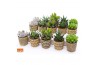 Succulenten mix Succulent mix in Havana 7 UK - NON CITES