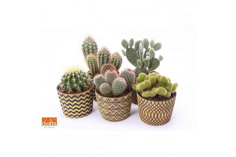 Cactus mix 5 soorten Cactus mix in Cancun 14 