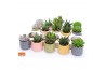 Succulenten mix Succulent mix in Sao Paulo 7 UK - NON CITES