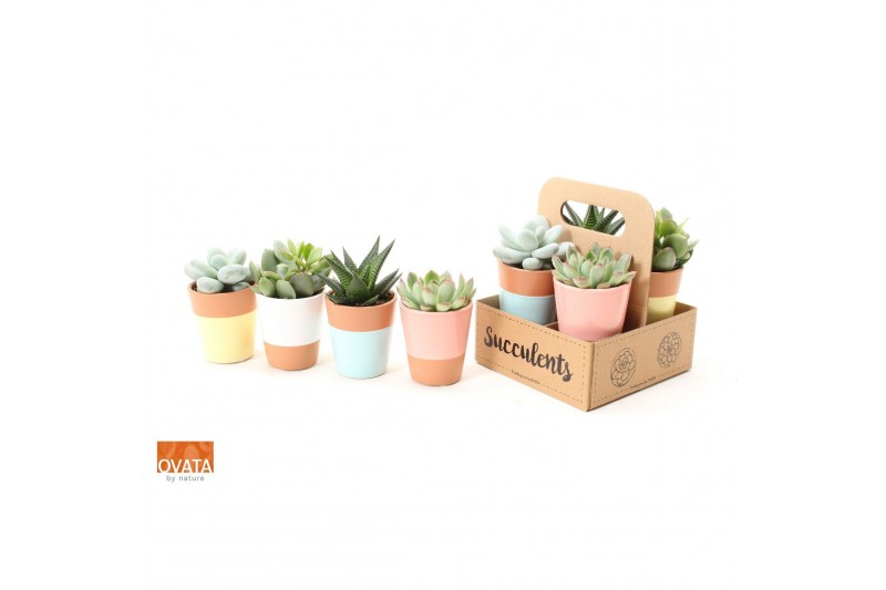 Succulenten mix Succulent mix in The Box UK - NON CITES 