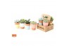 Succulenten mix Succulent mix in The Box UK - NON CITES