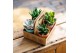 Succulenten mix Succulent mix in The Box UK - NON CITES 