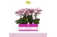 Phalaenopsis multiflora roze Bellissimo Angelo100 bl. 4 tak/plnt 2000  