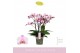 Phalaenopsis multiflora roze Bellissimo Angelo100 bl. 4 tak/plnt 2000  