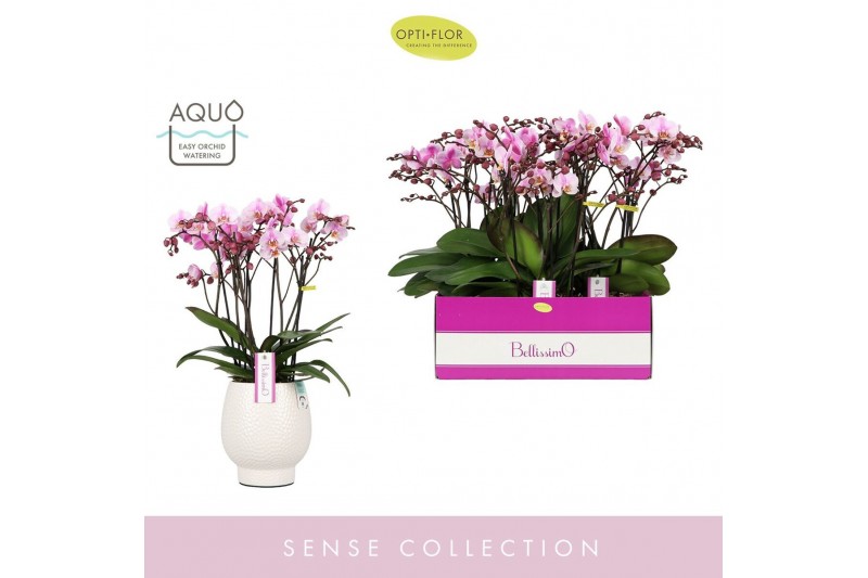 Phalaenopsis multiflora roze Bellissimo Angelo in Abruzzo White Aquo10 