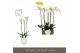 Phalaenopsis wit Bijoux Diamond 3 spike in Abruzzo White Aquo 24 bl. 3 