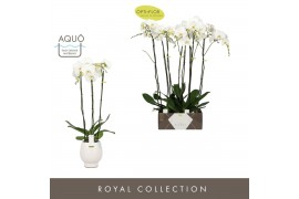 Phalaenopsis wit Bijoux Diamond 3 spike in Abruzzo White Aquo 24 bl. 3