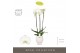 Phalaenopsis wit Bijoux Diamond 3 spike in Abruzzo White Aquo 24 bl. 3 