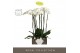 Phalaenopsis wit Bijoux Diamond 3 spike in Abruzzo White Aquo 24 bl. 3 