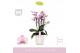 Phalaenopsis multiflora roze Bellissimo Angelo in Molise White Aquo 10 
