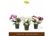 Phalaenopsis multiflora mix Freedanzo Songbird Mix30 bl. 3 tak/plnt 50 