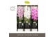 Phalaenopsis mix Formidablo Mix in Abruzzo Black Aquo Showdoos12 bl. 1 