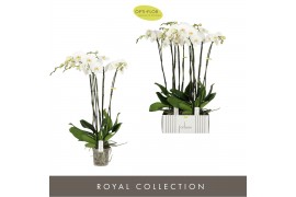 Phalaenopsis wit Fortuno Alto 5 spike30 bl. 5 tak/plnt 2000 gram
