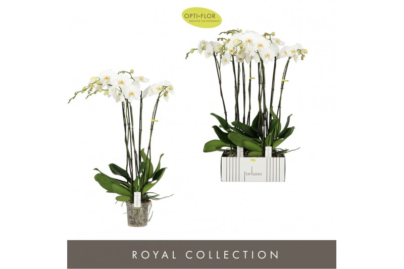 Phalaenopsis wit Fortuno Alto 5 spike30 bl. 5 tak/plnt 2000 gram 