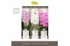 Phalaenopsis mix Formidablo Mix in Molise White Aquo Showdoos 12 bl. 1 