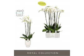Phalaenopsis wit Fortuno Alto 5 spike in Abruzzo White Aquo 30 bl. 5 t