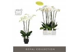 Phalaenopsis wit Fortuno Alto 5 spike in Emilia Dark Brown Aquo 30 bl.