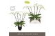 Phalaenopsis wit Theatro Classico 5 pike in Emilia Dark Brown Aquo 35  