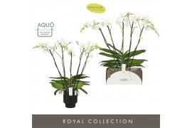 Phalaenopsis wit Theatro Classico 5 pike in Emilia Dark Brown Aquo 35 