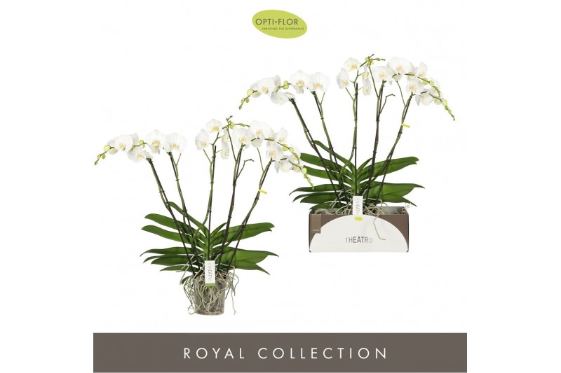 Phalaenopsis wit Theatro Classico 5 spike 35 bl. 5 tak/plnt 2000 gram 