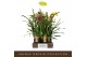 Cymbidium mix Cymbidium Mix 5 spike 5 tak/plnt 