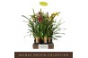 Cymbidium mix Cymbidium Mix 5 spike 5 tak/plnt