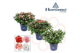 Rhododendron simsii hortinno collectie mix Hortinno® Home gemengd 25 -